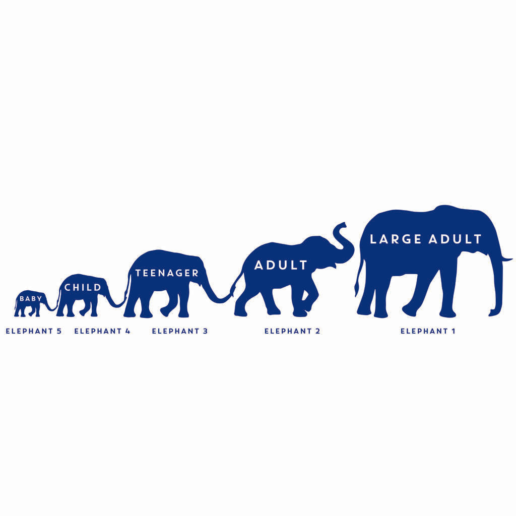 Personalised Elephant Family Wall Sticker